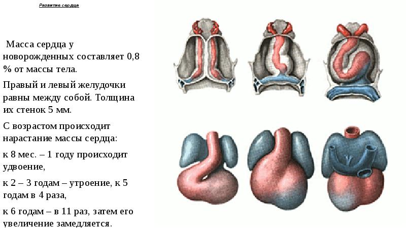 Развитие сердца Масса сердца у новорожденных составляет 0,8 % от массы тела. Правый и левый желудочк
