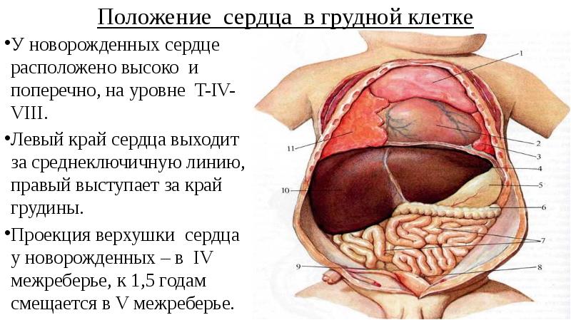 Положение сердца в грудной клетке У новорожденных сердце расположено высоко и поперечно, на уровне T