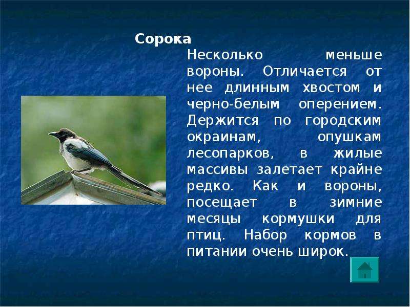 Презентация птицы 1 класс. Птицы презентация. Птицы лесов презентация. Лесные птицы презентация. Птицы нашего леса информация.