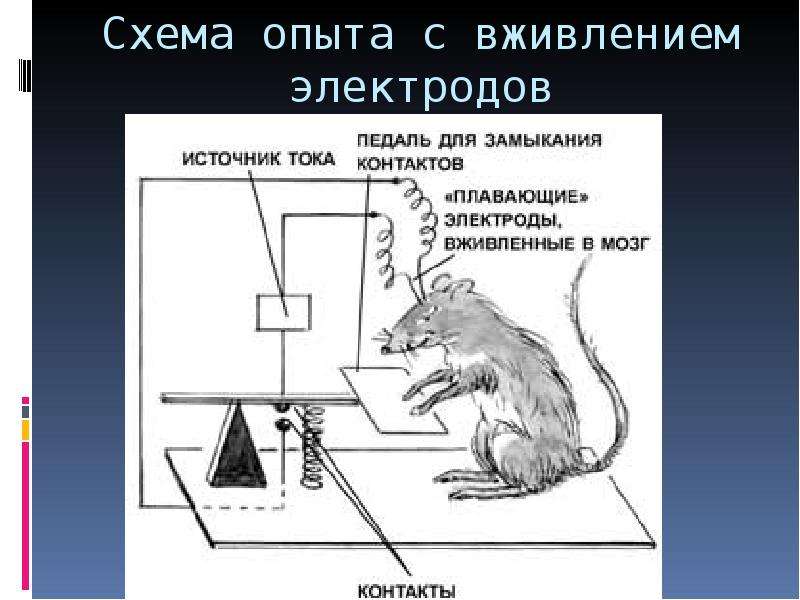 Рассмотрите рисунок на котором изображен эксперимент с мышами