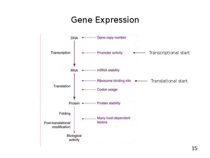   
  Gene Expression Systems in Prokaryotes and Eukaryotes  Expression studies  Expression in Prokaryotes (Bacteria)  Expression in Eukaryotes  , слайд №15