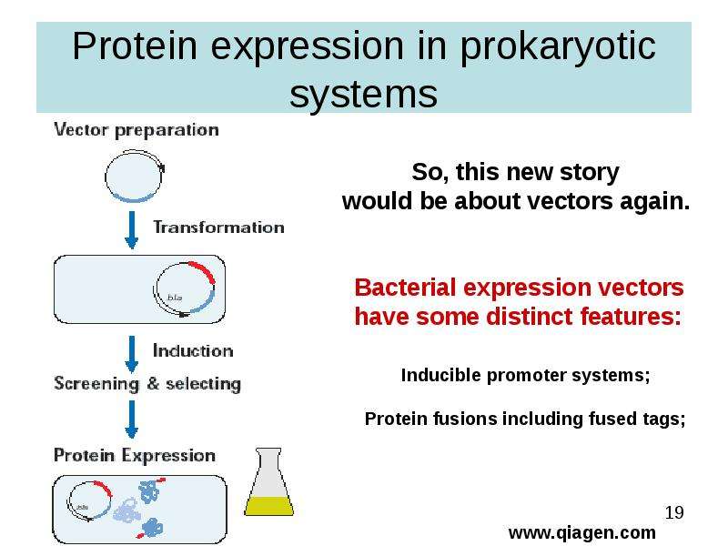   
  Gene Expression Systems in Prokaryotes and Eukaryotes  Expression studies  Expression in Prokaryotes (Bacteria)  Expression in Eukaryotes  , слайд №19