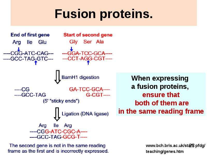 


Fusion proteins.
