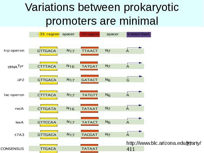 


Variations between prokaryotic promoters are minimal
