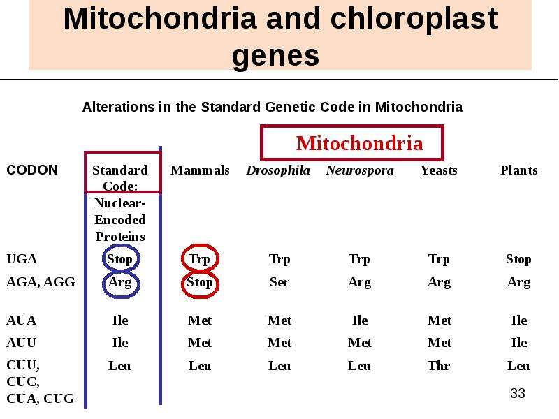 


Mitochondria and chloroplast genes 
