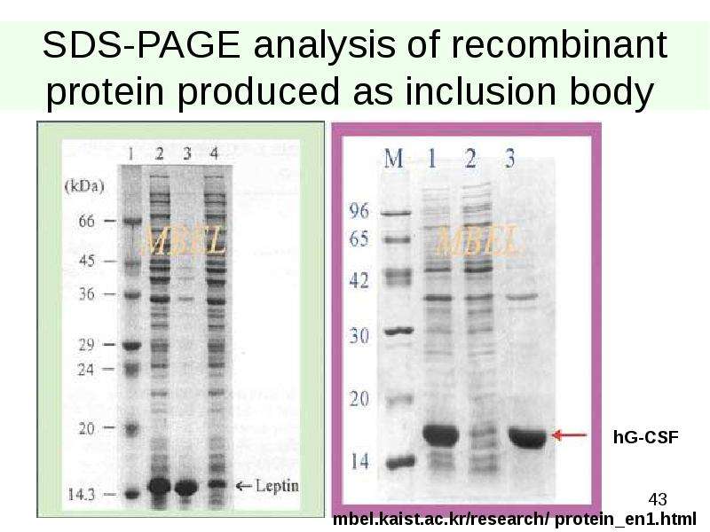 


SDS-PAGE analysis of recombinant protein produced as inclusion body 
