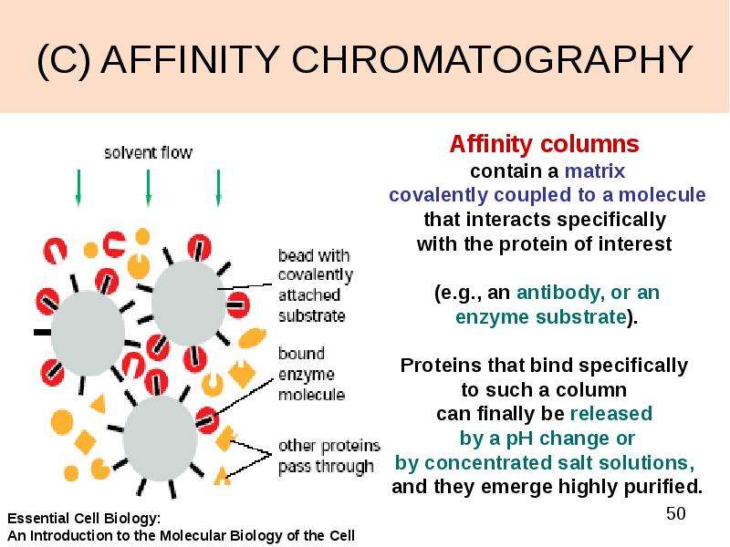 


(C) AFFINITY CHROMATOGRAPHY
