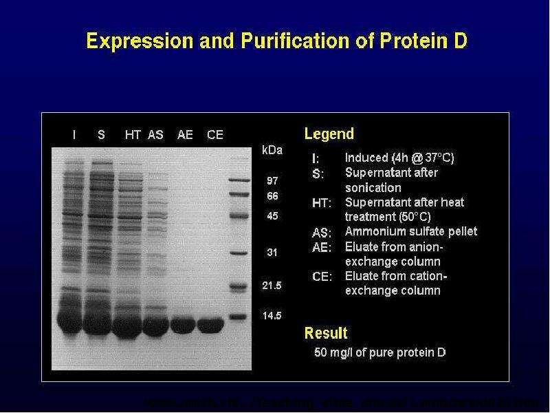   
  Gene Expression Systems in Prokaryotes and Eukaryotes  Expression studies  Expression in Prokaryotes (Bacteria)  Expression in Eukaryotes  , слайд №52