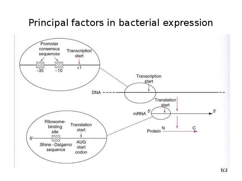   
  Gene Expression Systems in Prokaryotes and Eukaryotes  Expression studies  Expression in Prokaryotes (Bacteria)  Expression in Eukaryotes  , слайд №63