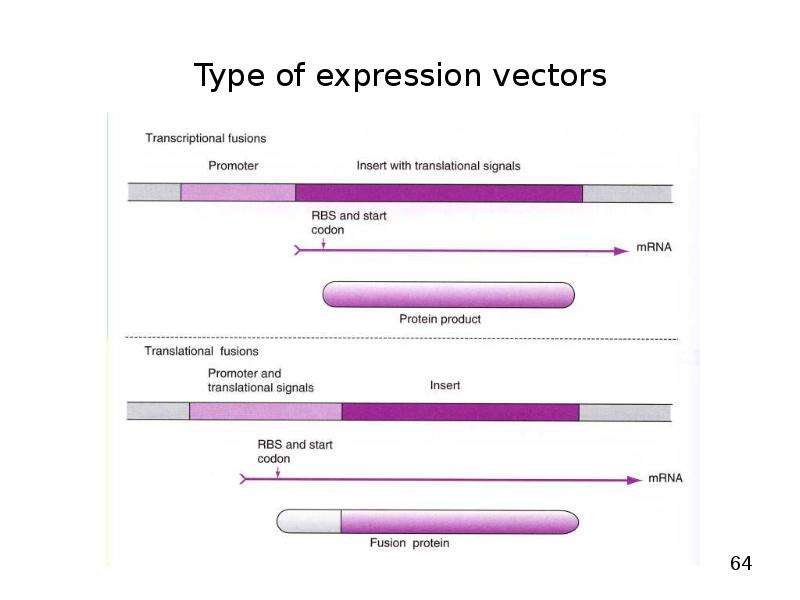   
  Gene Expression Systems in Prokaryotes and Eukaryotes  Expression studies  Expression in Prokaryotes (Bacteria)  Expression in Eukaryotes  , слайд №64