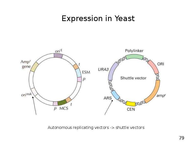 


Expression in Yeast
