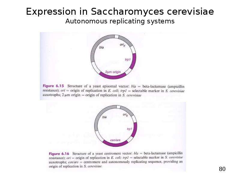 


Expression in Saccharomyces cerevisiae
Autonomous replicating systems
