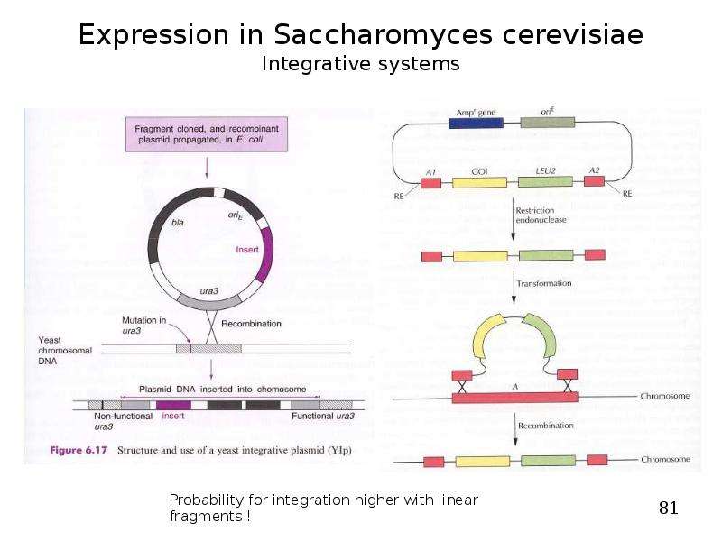   
  Gene Expression Systems in Prokaryotes and Eukaryotes  Expression studies  Expression in Prokaryotes (Bacteria)  Expression in Eukaryotes  , слайд №81
