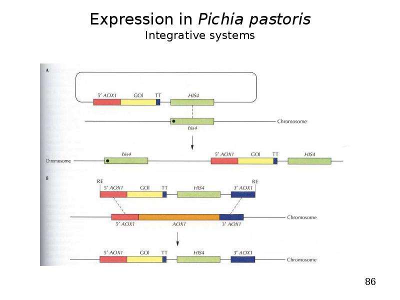 


Expression in Pichia pastoris
Integrative systems
