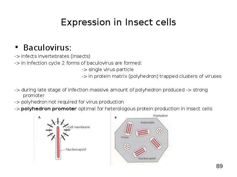


Expression in Insect cells
Baculovirus:
-> infects invertebrates (insects)
-> in infection cycle 2 forms of baculovirus are formed: 
                                              -> single virus particle 
                                              -> in protein matrix (polyhedron) trapped clusters of viruses
-> during late stage of infection massive amount of polyhedron produced -> strong promoter
-> polyhedron not required for virus production
-> polyhedron promoter optimal for heterologous protein production in insect cells

