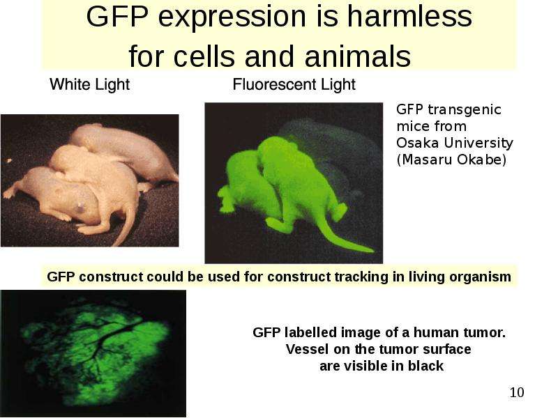 


GFP expression is harmless
for cells and animals  
