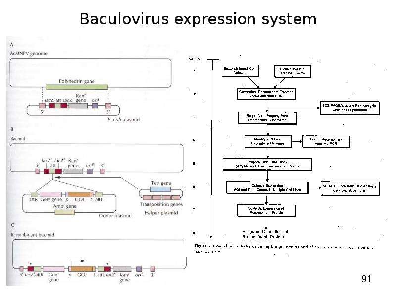 


Baculovirus expression system
