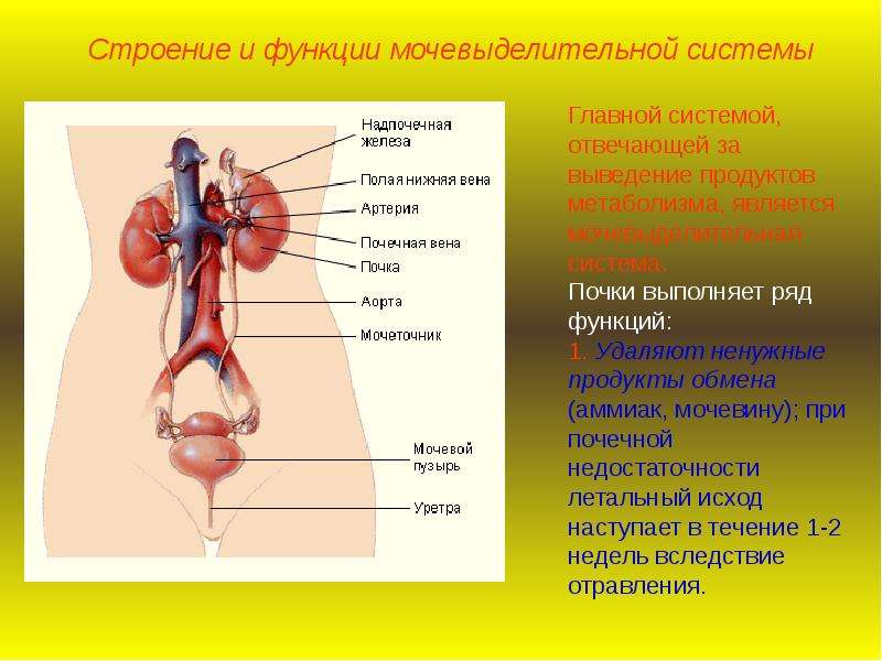 Общий план строения системы органов выделительной системы