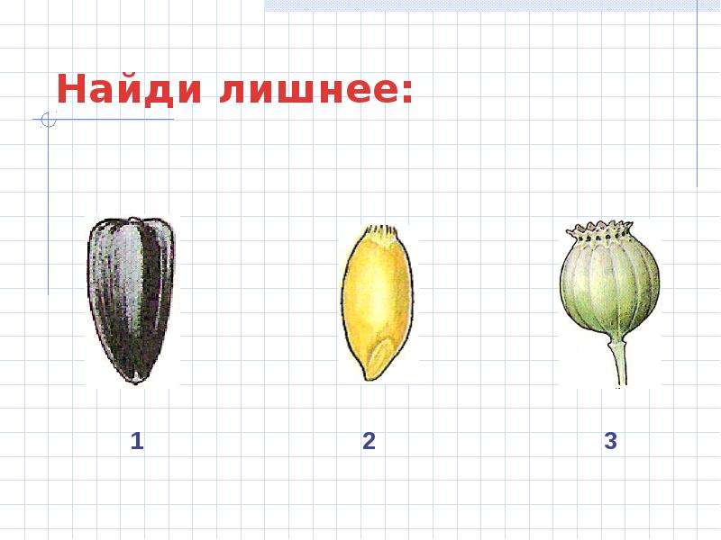 Тюльпан зародыш. Синкарпные плоды. Плод тюльпана. Как называется плод тюльпана. Очень простой рисунок на тему плоды.