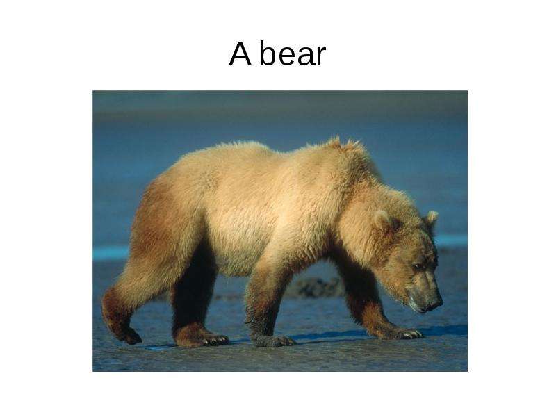 Животные урок 5 класс. Проект по английскому про медведя. Бурый медведь на английском языке. Бурый медведь проект по английскому. Проект на английском про медведей.