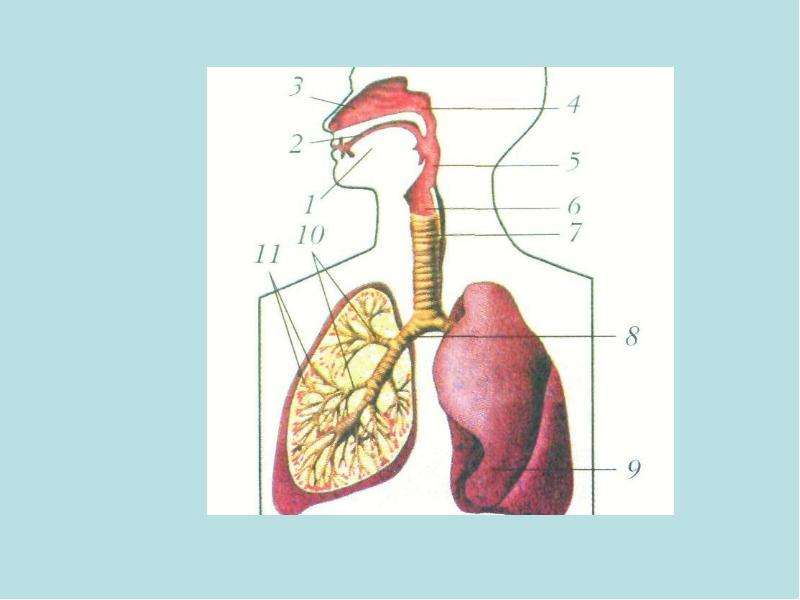 Дыхательная система человека презентация подготовка к егэ