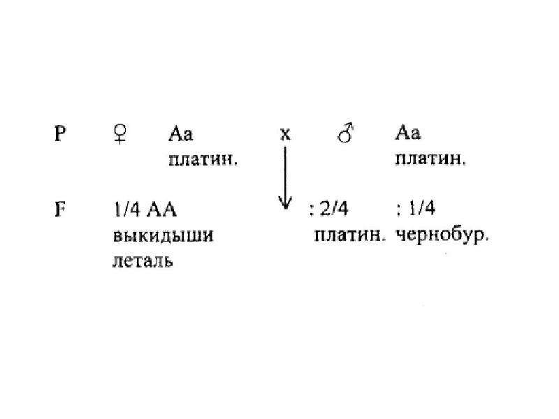 Дигибридное скрещивание.