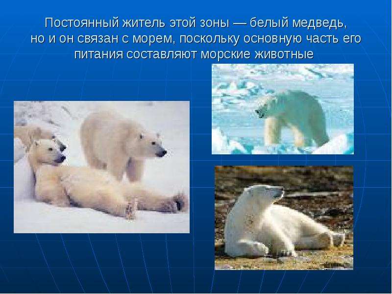 Постоянный житель этой зоны — белый медведь, но и он связан с морем, поскольку основную часть его пи