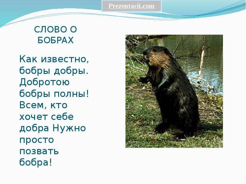 Бобр факты. Добротою бобры полны. Немного бобра. Стих про бобра и добро. Немного интересного о бобрах.