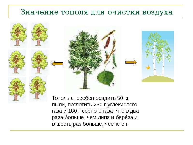 Посадить дерево тополь. Деревья для очистки воздуха. Тополь. Какие деревья лучше очищают воздух. Очищение воздуха деревьями.