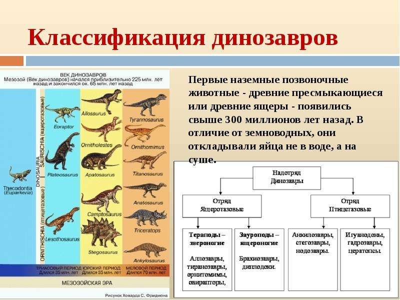 Рассмотрите предложенную схему направлений эволюции