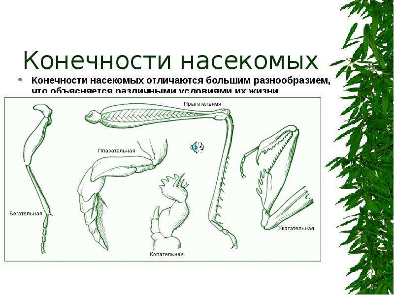 Ходильные ноги насекомых. Конечности насекомых 7 класс биология. Конечности головы насекомых. Конечности насекомых номенклатура. Конечности насекомых антенны.