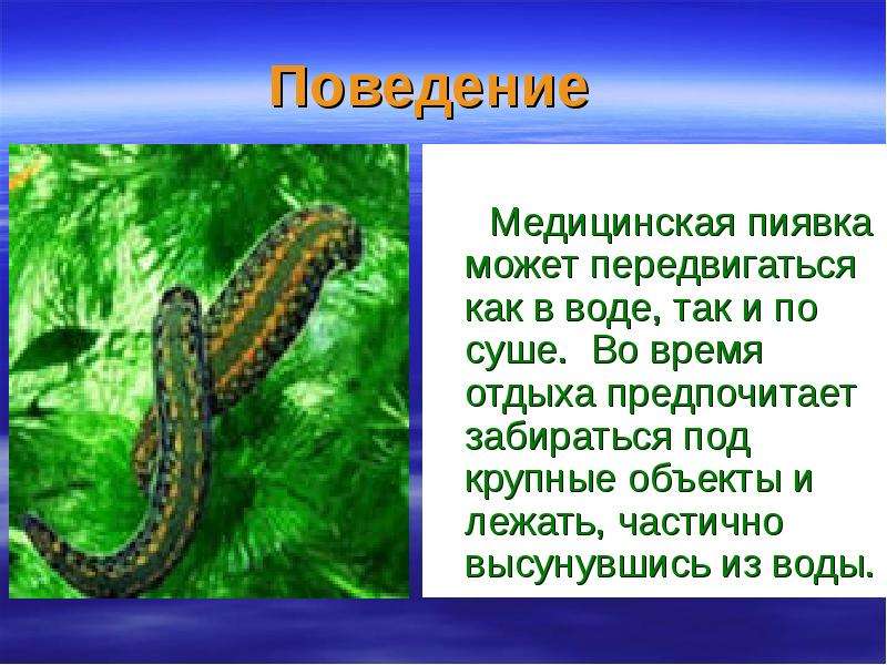 Пиявка приспособление к среде обитания. Презентация на тему пиявки медицинские. Класс пиявки презентация. Пиявки биология 7 класс.