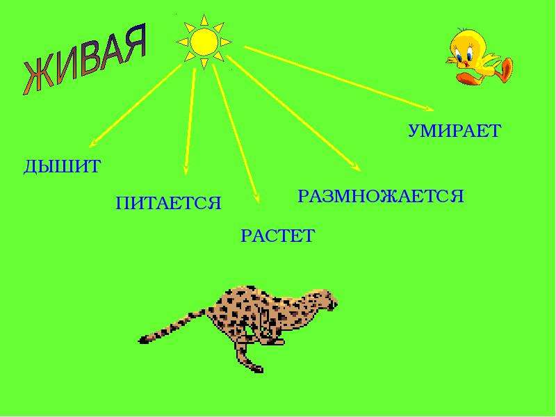 Может ли человек жить без живой природы 1 класс презентация