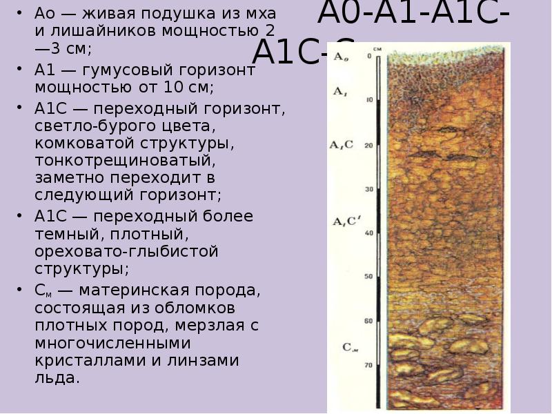 Почвы а1. Почвенный профиль чернозема а0 а а1. Почвенный профиль бурых лесных почв. А1 гумусовый Горизонт. Бурые Лесные почвы горизонты.