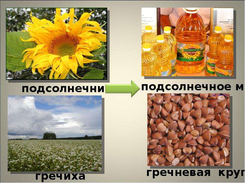 Растениеводство в красноярском крае презентация