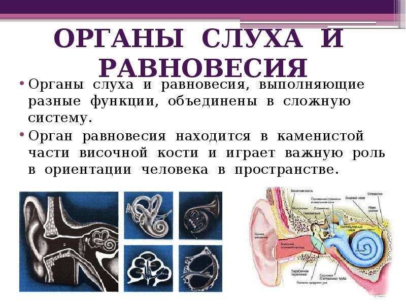 Органы равновесия презентация 8 класс