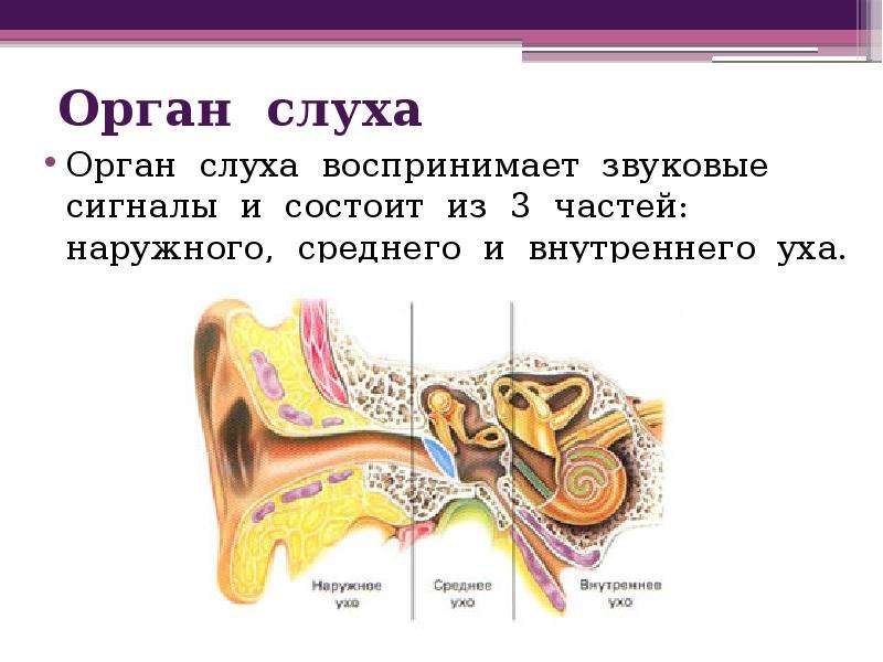 Рисунок органа слуха