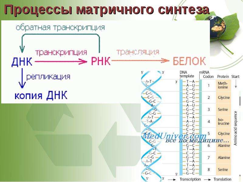 Матричные процессы. Процессы матричного синтеза. Процесс матричного синтеза ДНК. Матричный Синтез ДНК кратко. ДНК матрица для синтеза белка.