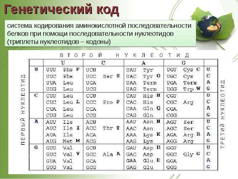 Генетический код нуклеотидов. Кодировка аминокислот таблица. Триплеты генетического кода. Генетический код аминокислоты. Кодируемые аминокислоты.