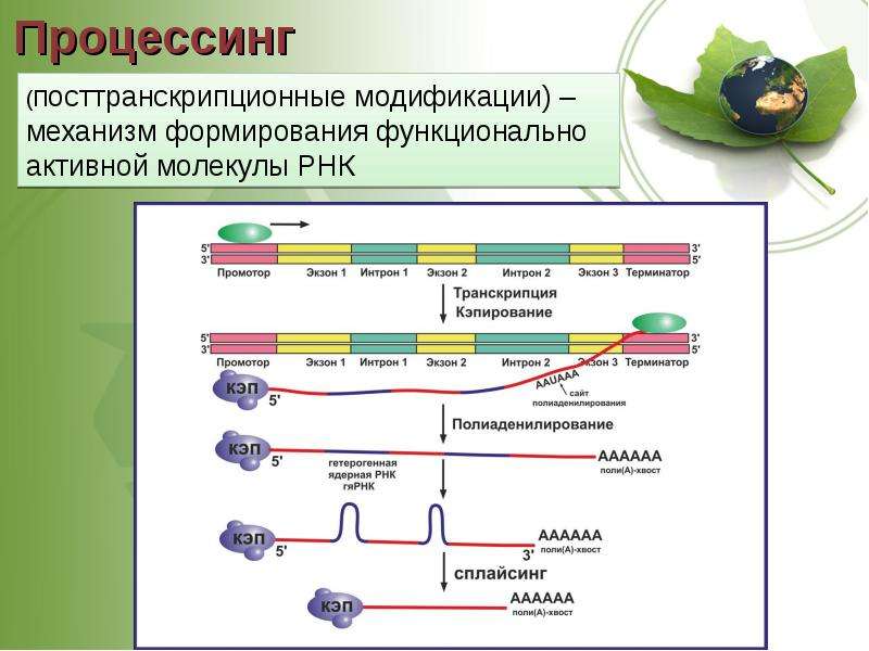 Процесс созревание рнк. Посттранскрипционные процессы у эукариот. Посттранскрипционные модификации РНК (процессинг). Этапы процессинга РНК У эукариот. Процессинг у эукариот схема.