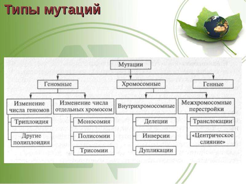 3 типа геномных мутаций