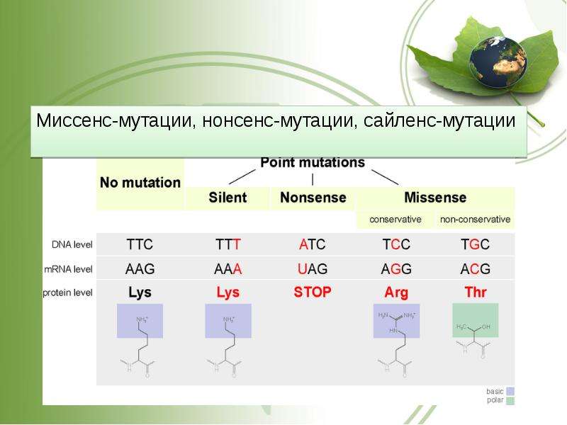 Нонсенс это. Типы мутаций миссенс. Миссенс нонсенс Сайленс мутации. Нонсенс мутации и миссенс мутации. Миссенс мутация , Сайленс мутация , нонсенс мутация.