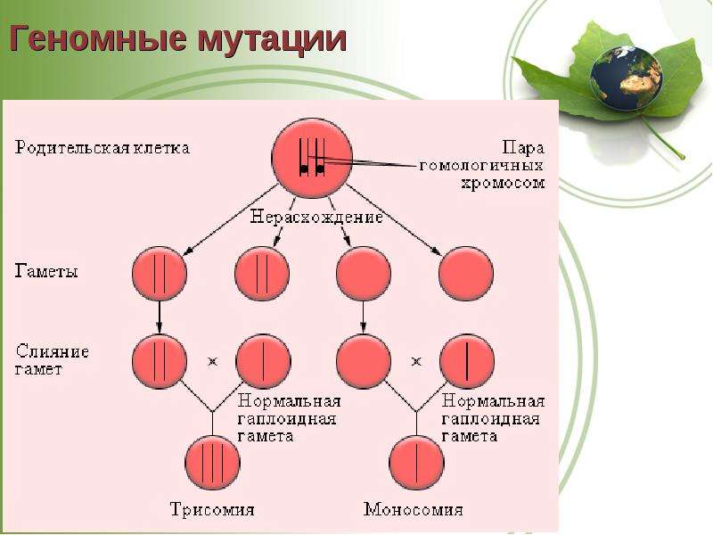 3 типа геномных мутаций