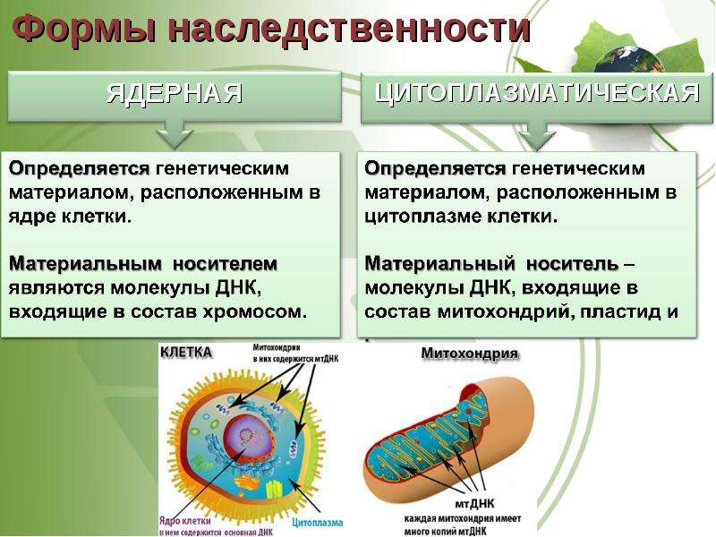 Биология наследственную. Формы наследственности. Формы цитоплазматической наследственности. Ядерная и цитоплазматическая наследственность. Наследственность ядерная и цитоплазматическая наследственность.