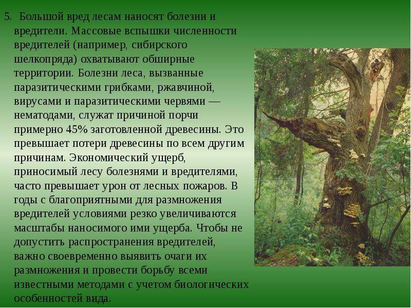 Что способно нанести вред лесу. Болезни лесов. Вредители леса и болезни лес. Современное состояние и охрана растительности. Ущерб лесам от вредных насекомых.