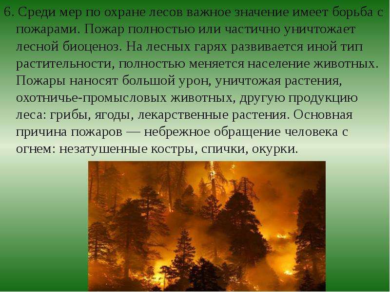 Охрана леса. Доклад на тему защита леса. Доклад на тему охрана леса. Презентация охрана лесов.