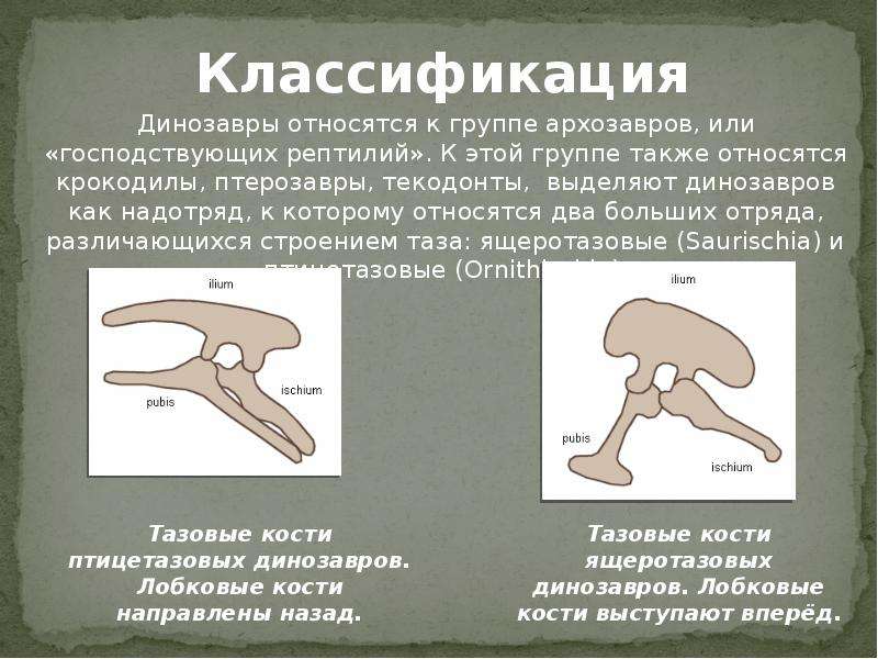 Отряды динозавров схема