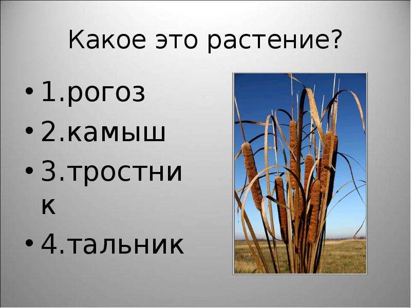 Презентация на тему Прибрежно-водные растения , слайд №24