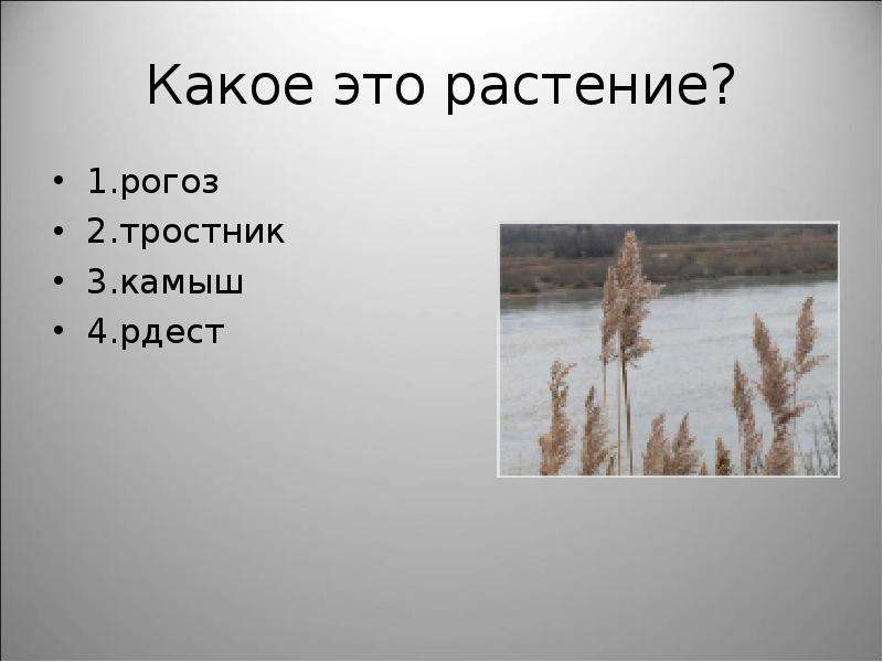 Презентация на тему Прибрежно-водные растения , слайд №25