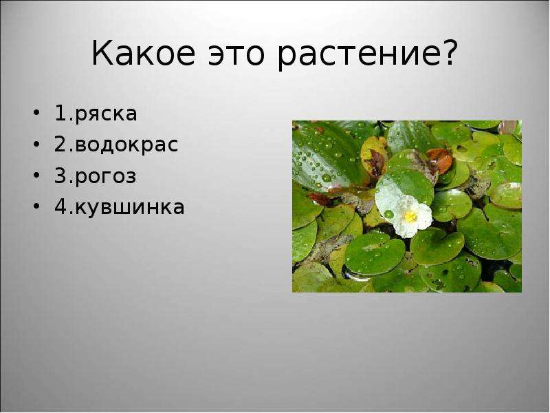 Презентация на тему Прибрежно-водные растения , слайд №26